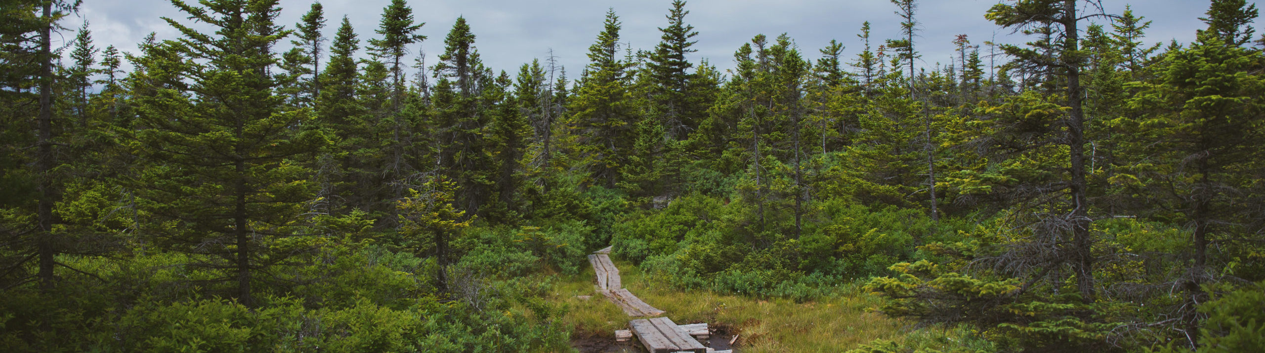 Jul. 11, 2018. White Mountain National Forest, New Hampshire-- Photo by Paula Champagne. Paula Champagne