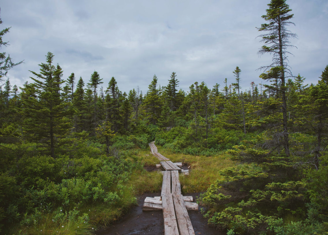 Jul. 11, 2018. White Mountain National Forest, New Hampshire-- Photo by Paula Champagne. Paula Champagne