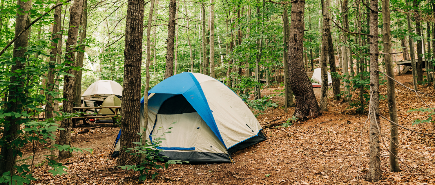 Cardigan Campsite